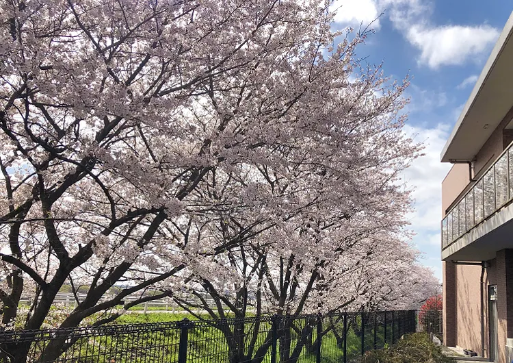 リハビリケア湘南厚木の桜並木の写真