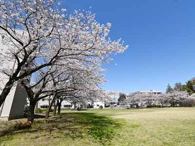桜ヶ丘記念病院の院内グラウンド