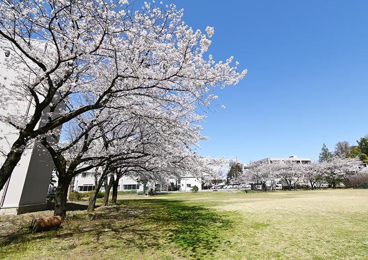 桜ヶ丘記念病院の院内グラウンド
