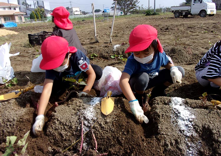 毎年恒例のサツマイモ掘りのイベント。年間を通して、季節にちなんださまざまなイベント意を充実させています。